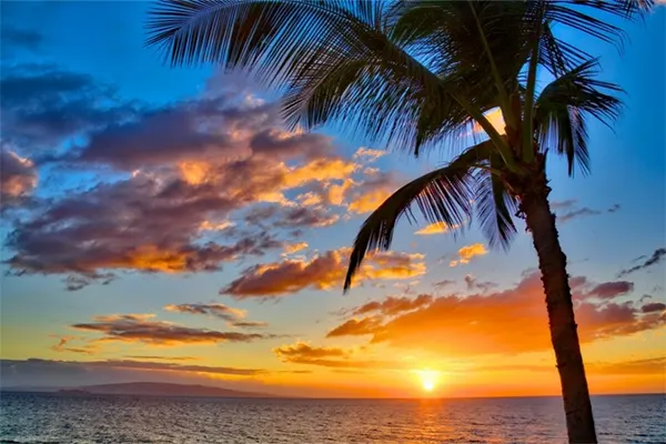Palm tree near the beach at sunset. 