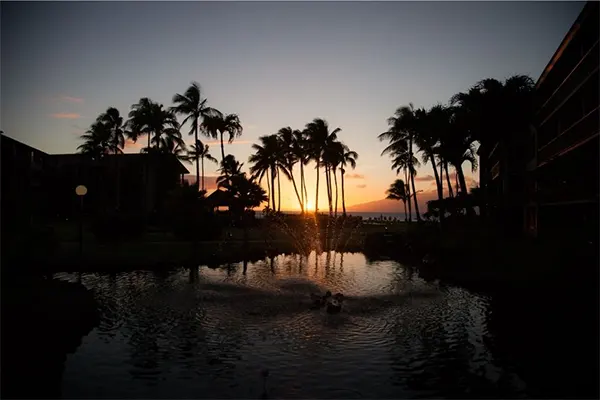 Sunset through palm trees at a resort in Maui.
