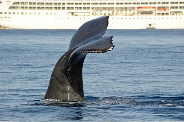 Whale tale sinking beneath the waters. 