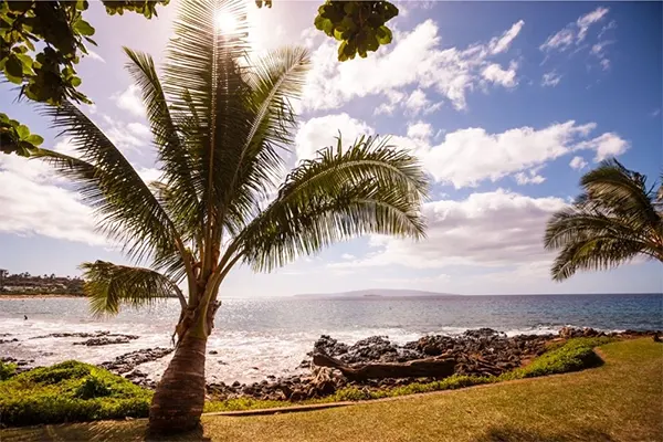 Tropical beach with palm trees and a calm ocean. 