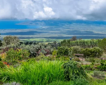 A view of Ali'i Kula Lavender farm in Maui..