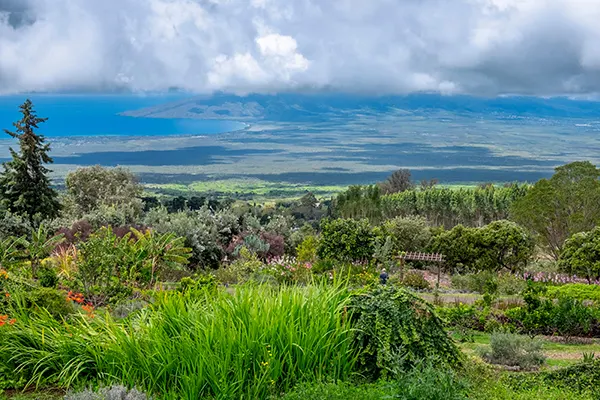 A view of Ali'i Kula Lavender farm in Maui..