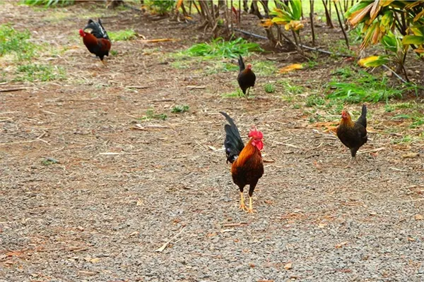 Group of chickens on a gravel path. 