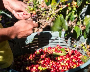 A person picking coffee beans and collecting the beans in a basket.