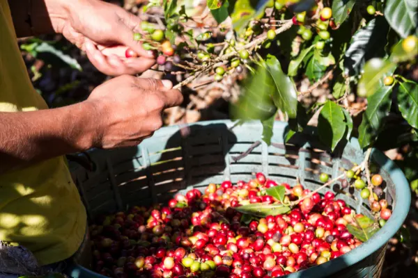 A person picking coffee beans and collecting the beans in a basket. 