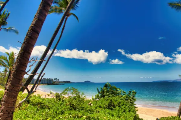 Beach with palm trees on a clear sky day. 