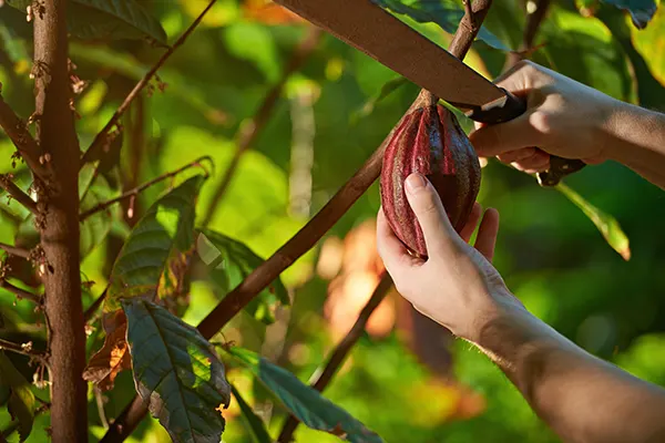 Close-up of hands with machete cutting cacao fruit in harvest time