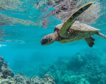 Turtle swimming underwater near coral.