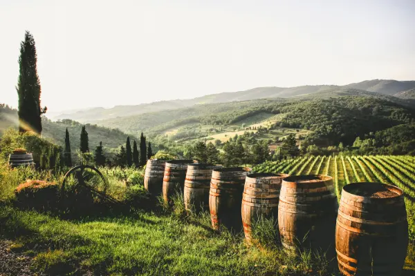 Casks of wine outside in a vineyard.