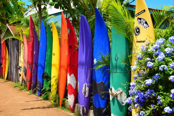 Surfboards standing up near a dirt path. 