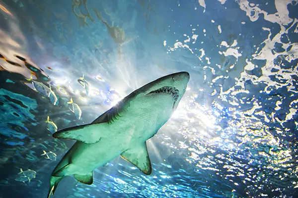 Bottom view of the shark on Toronto aquarium