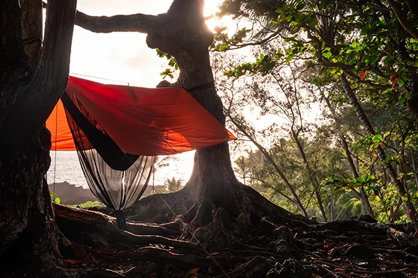 Hammock with a bug net and a rain tarp attached to two trees with early morning light. Shot in Waianapanapa State Park on the road to Hana in Maui, Hawaii USA.