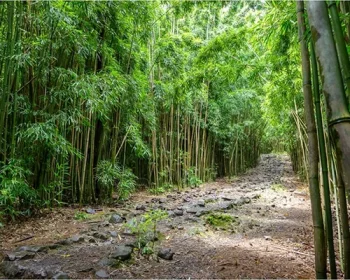 A path through the bamboo forest, a stony trail.