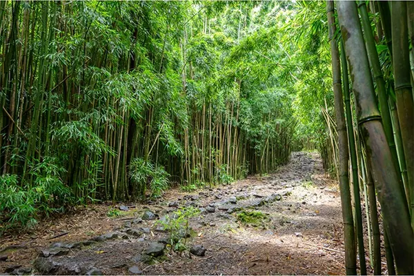 A path through the bamboo forest, a stony trail.