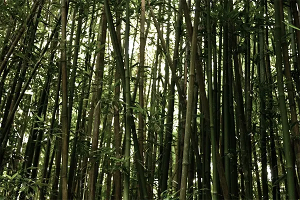 Bamboo trees huddled together. 