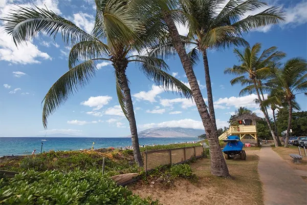 Charley young beach with palm trees