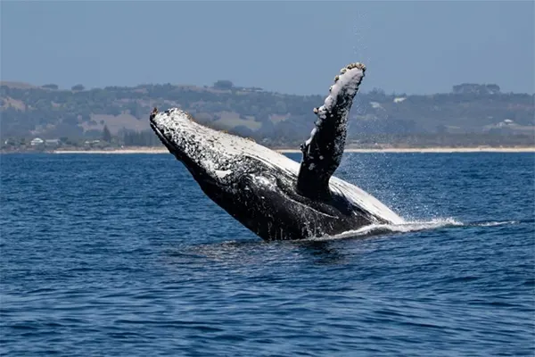 Humpback whale breaching surface of ocean. 