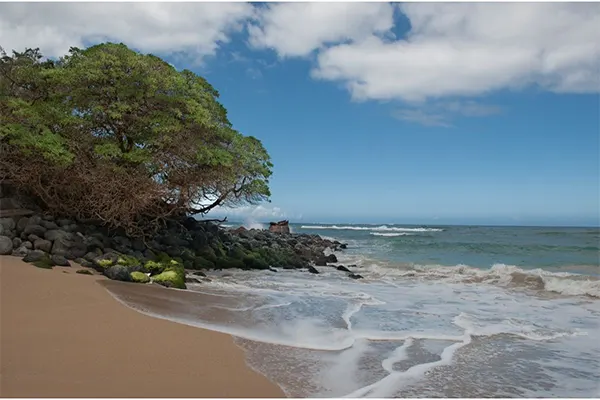 Beach with vegetation and the tide receding. 