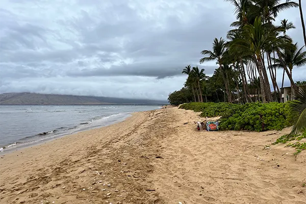 A wide shot of Lipoa Street Beach with palm trees and sand and gentle tide. 