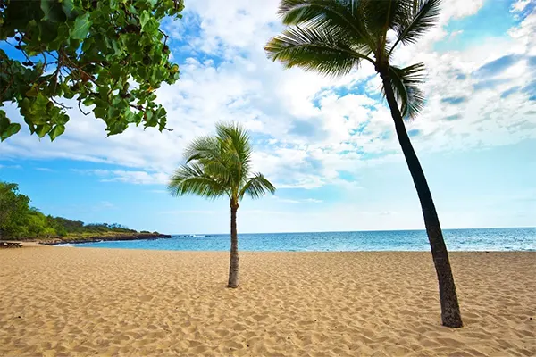 Palm trees on a beach. 