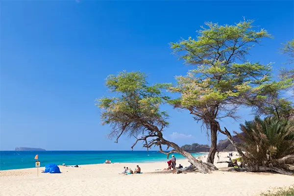 Tree on the beach at Makena Beach. 