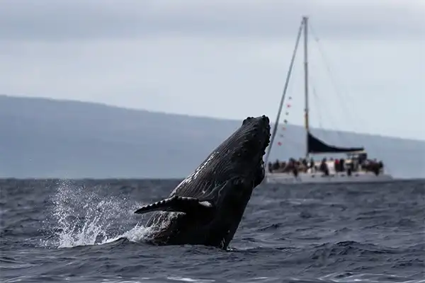 Humpback whale breaching ocean water with catamaran in the background. 