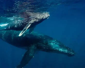Two humpback whales underwater in blue ocean water.