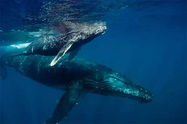 Two humpback whales underwater in blue ocean water.