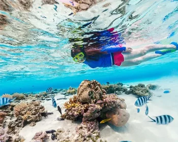 Person snorkeling at Ulua Bay over coral and colorful fish.