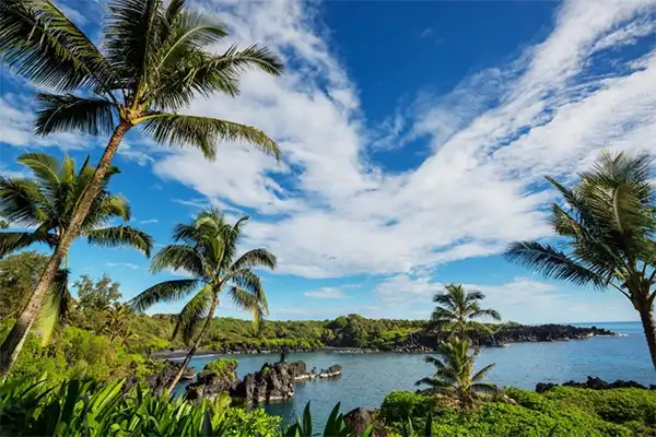Maui through palm trees and ocean. 