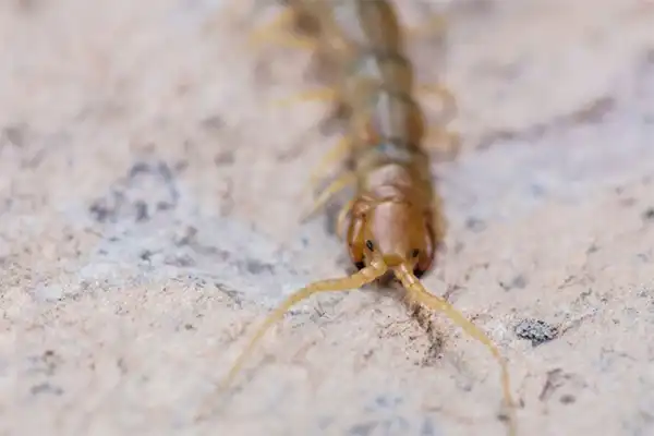 Centipede on brown ground, blending in. 