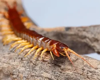 Brown centipede on a tree branch.