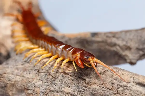 Brown centipede on a tree branch.