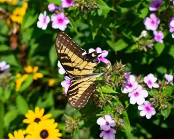 Butterfly sitting on a flower in a field of flowers.