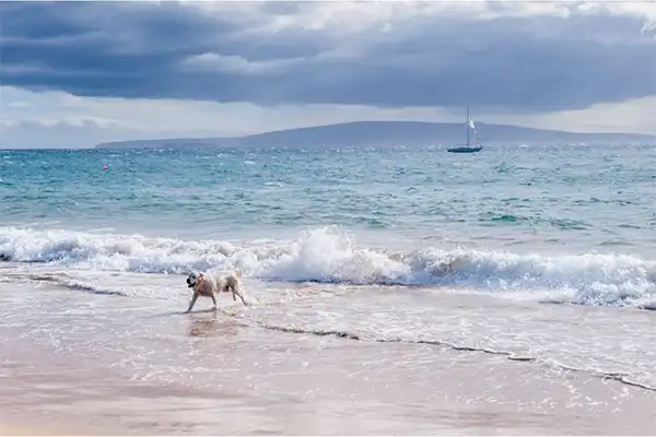 Dog running on beach on a cloudy day. 