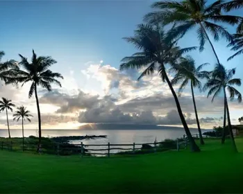 Palm trees and clean grass at sunrise over the ocean in the distance.