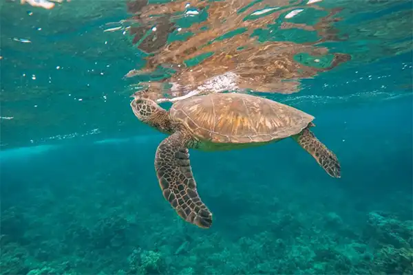 A sea turtle underwater in Tavares Bay, Maui. 