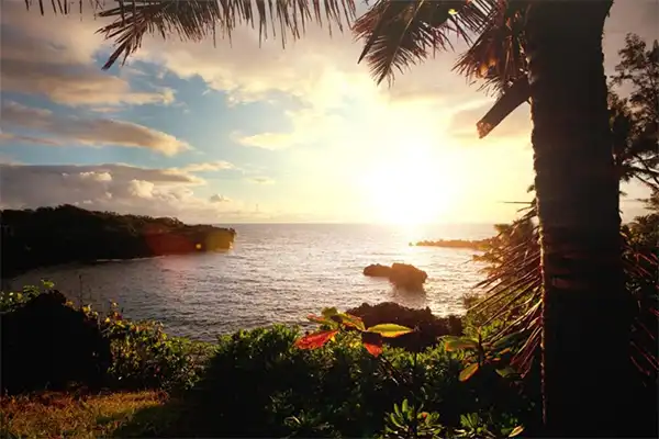 Tavares Bay as seen at sunset through palm trees. 