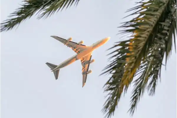 Plane flying above, as seen through palm leaves. 
