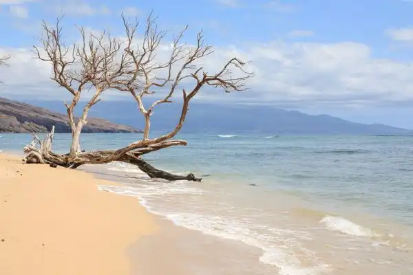 A tree branch on the beach in West Maui.