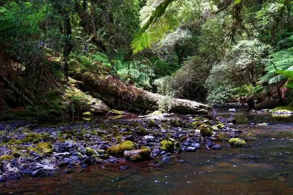 A creek running through a jungle, jungle trees and rocks along the edges of the creek. 