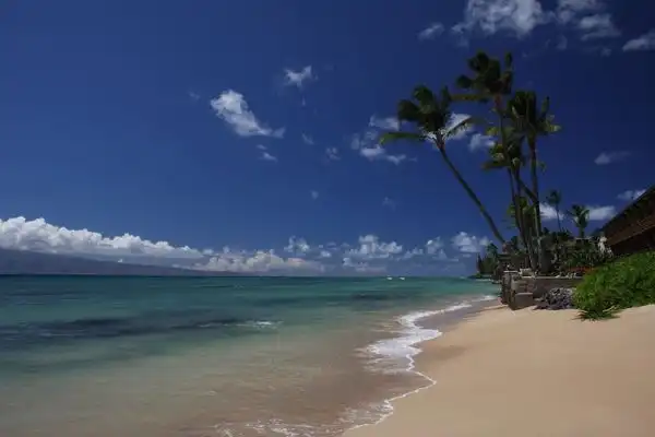 Palm trees along the beach and a gentle tide. 