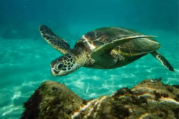 A sea turtle underwater swimming. 