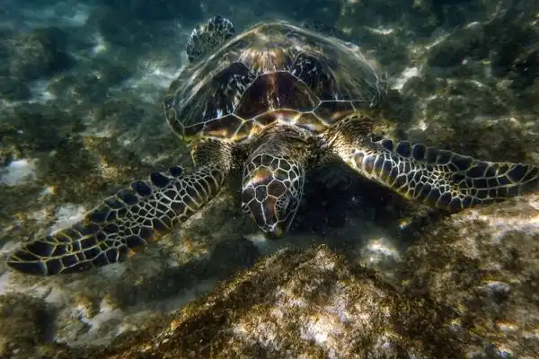 Turtle underwater swimming through patches of sunlight. 