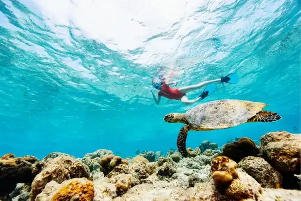 Woman snorkeling with a turtle above coral reefs.
